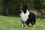 BORDER COLLIE 922